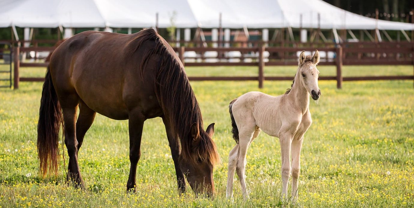 Andalusian horses for breeding: Adelante CFA and Paloma CFA