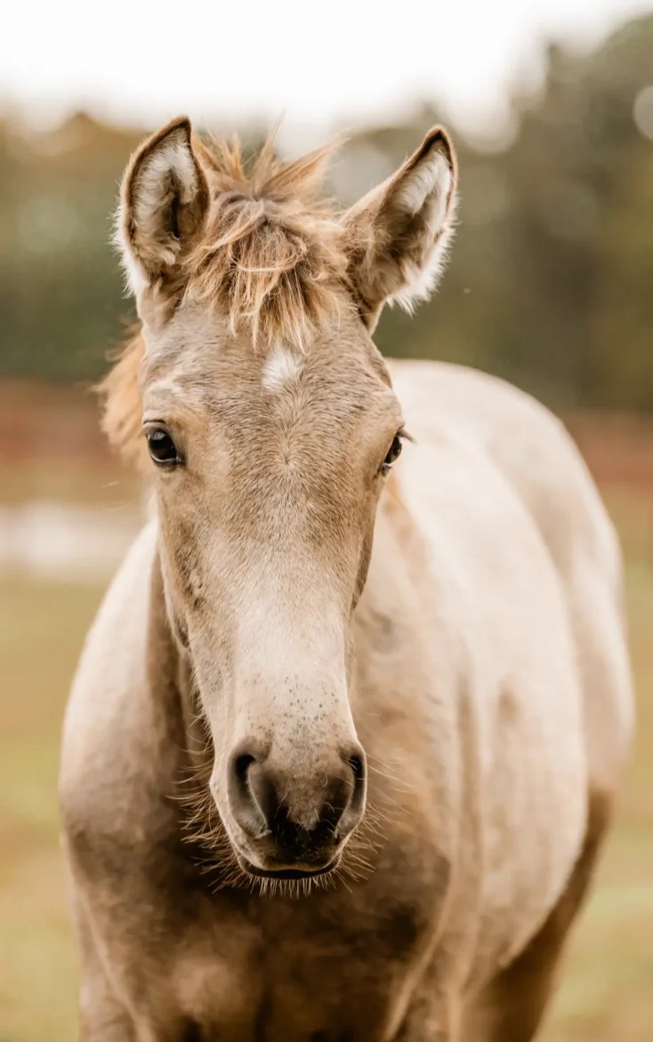 Foal in pasture at rustic Maryland farm wedding venue
