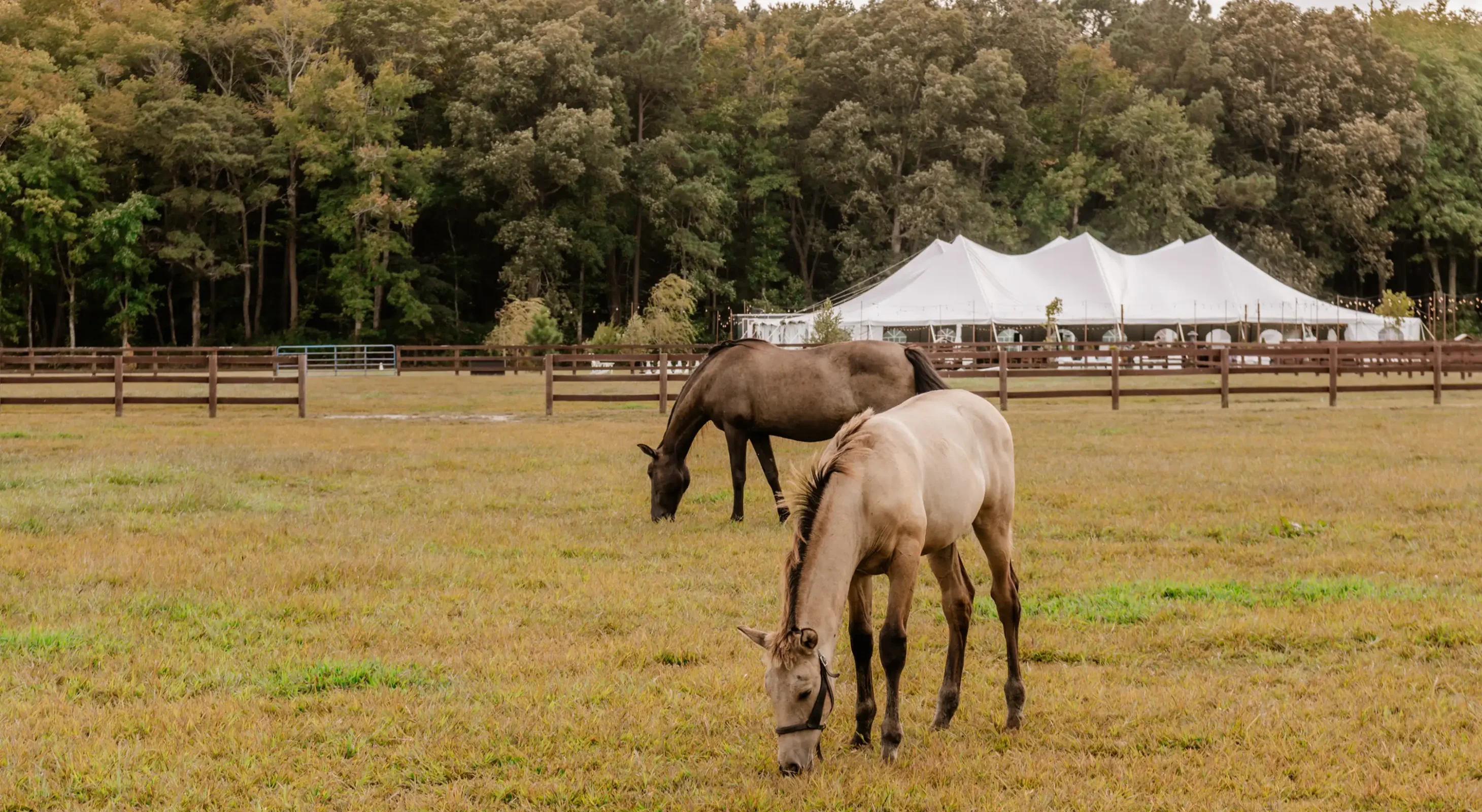 Horses grazing in the pasture during wedding event
