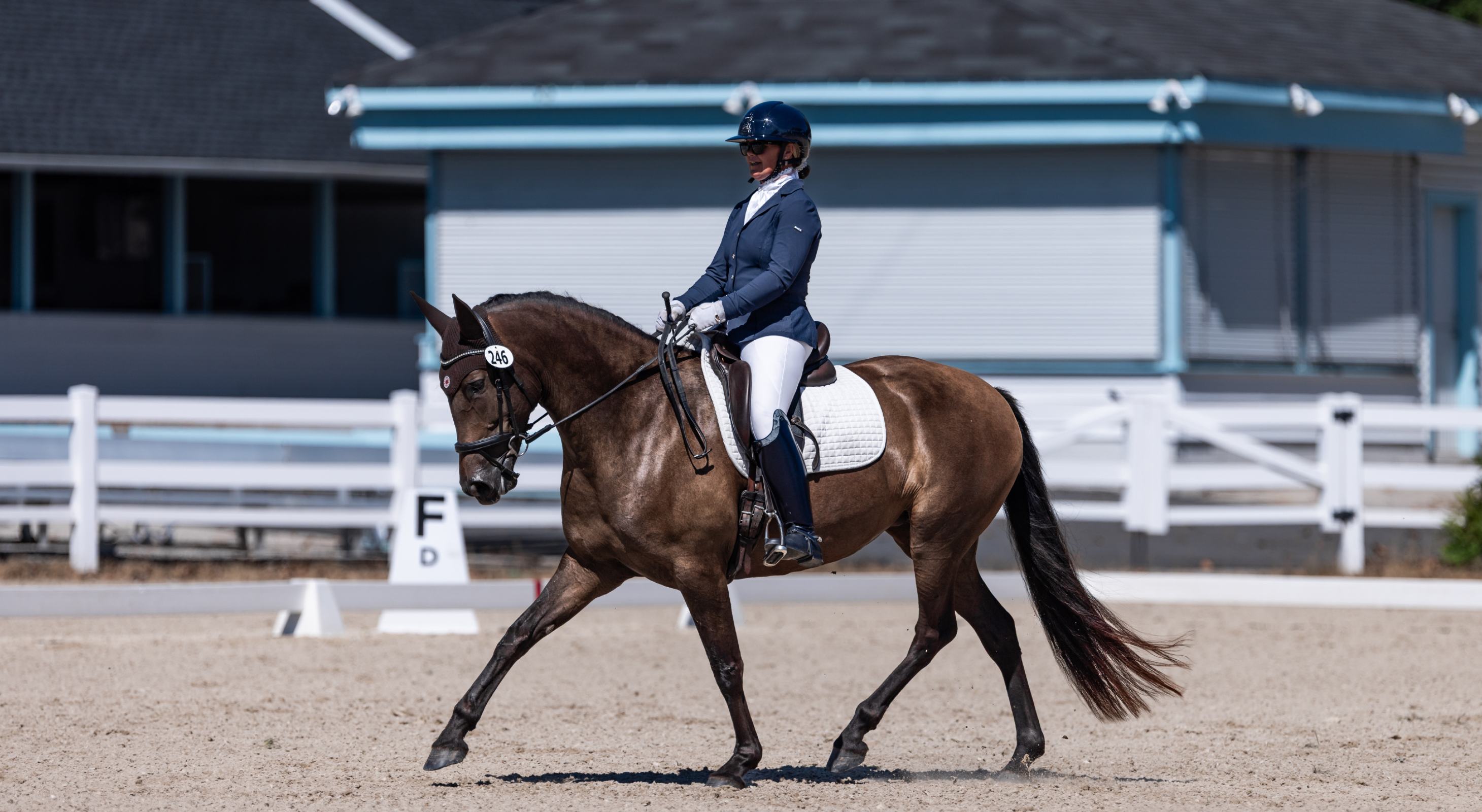 Maryland wedding venue with Andalusian horses