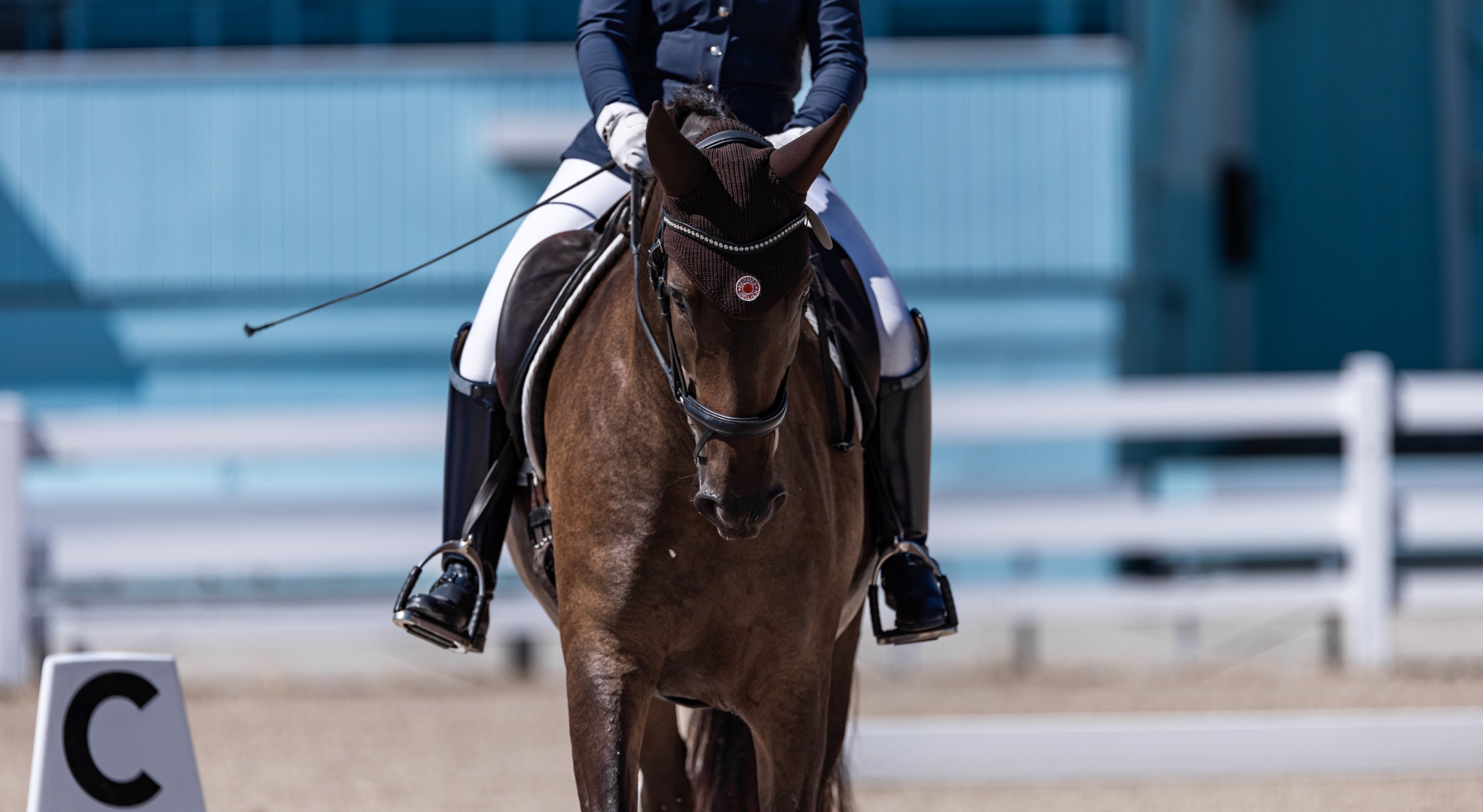 Andalusian horse in dressage